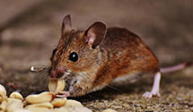 24 Hour & Emergency Exterminators in Ny, NY
